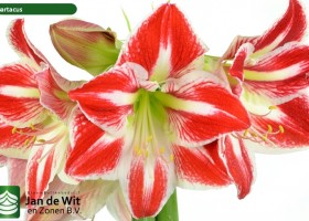 hippeastrum Spartacus (2)